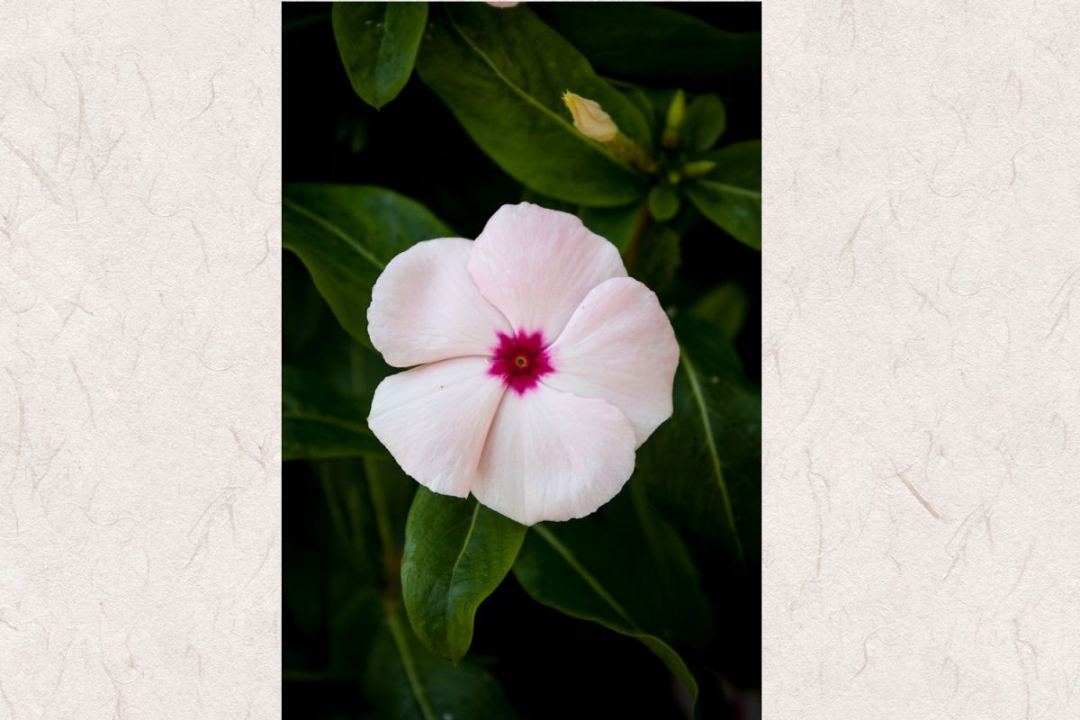 Periwinkle flower photo 4 example image 1
