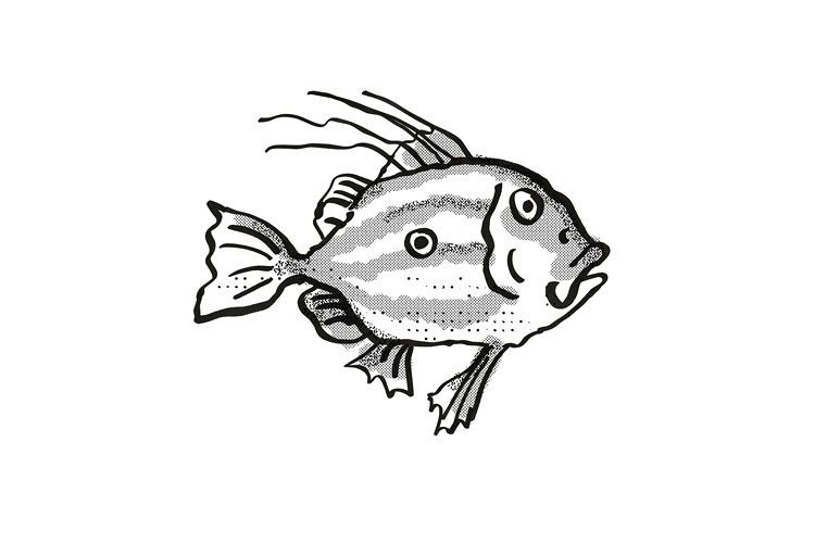 John Dory New Zealand Fish Cartoon Retro Drawing example image 1