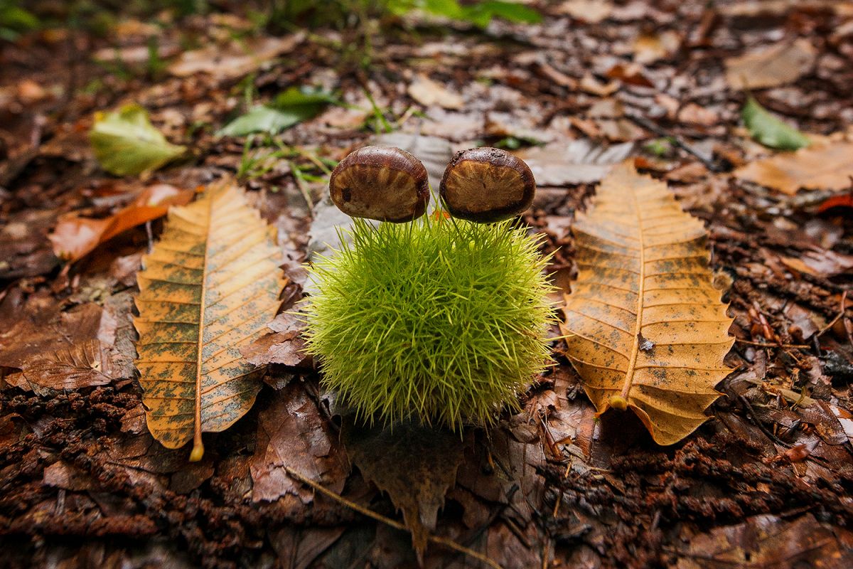 Chestnut in a foggy autumn forest example image 1
