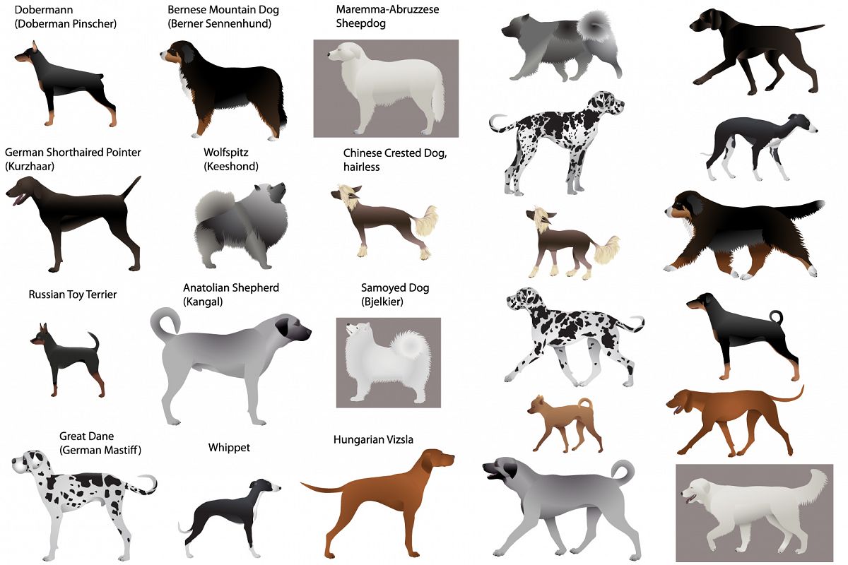 Dog show example image 1