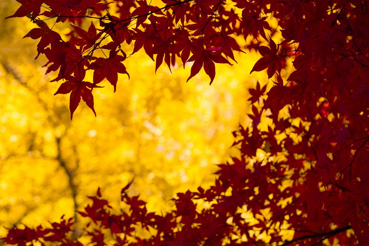 Autumn Leaves #5 example image 1