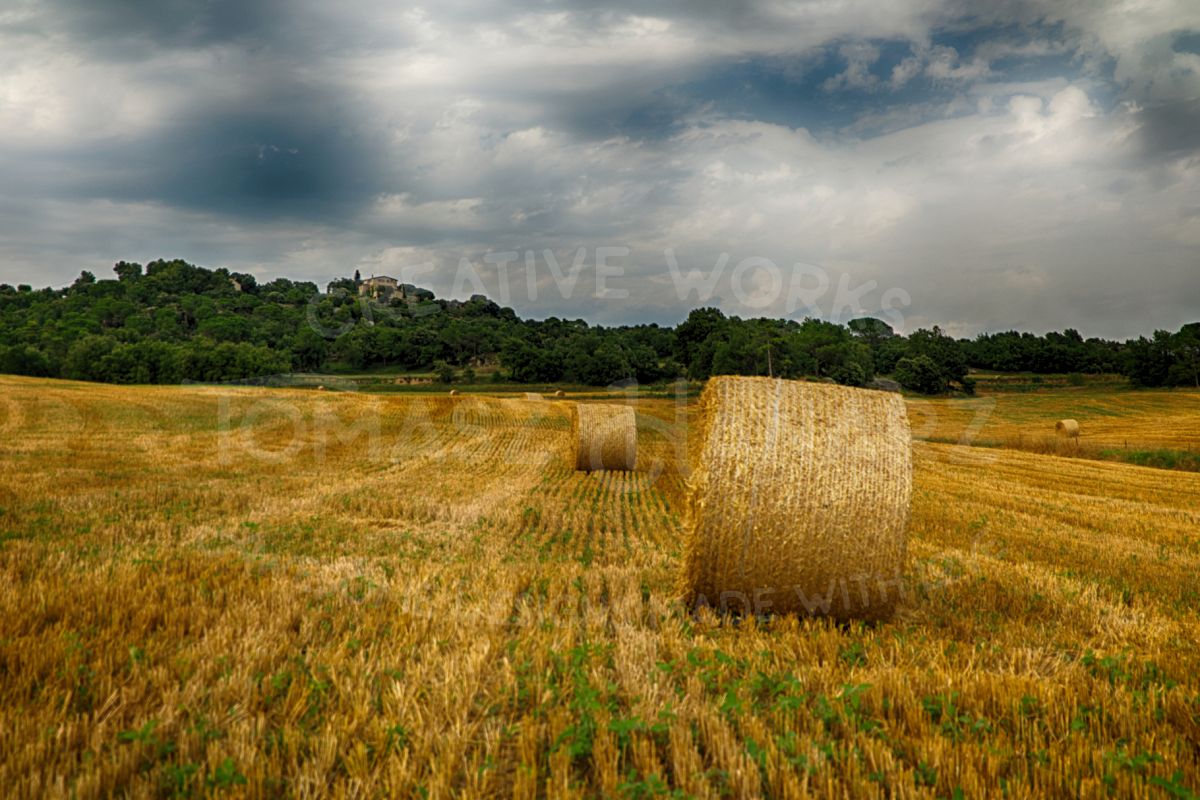 Harvest Field 6 example image 1