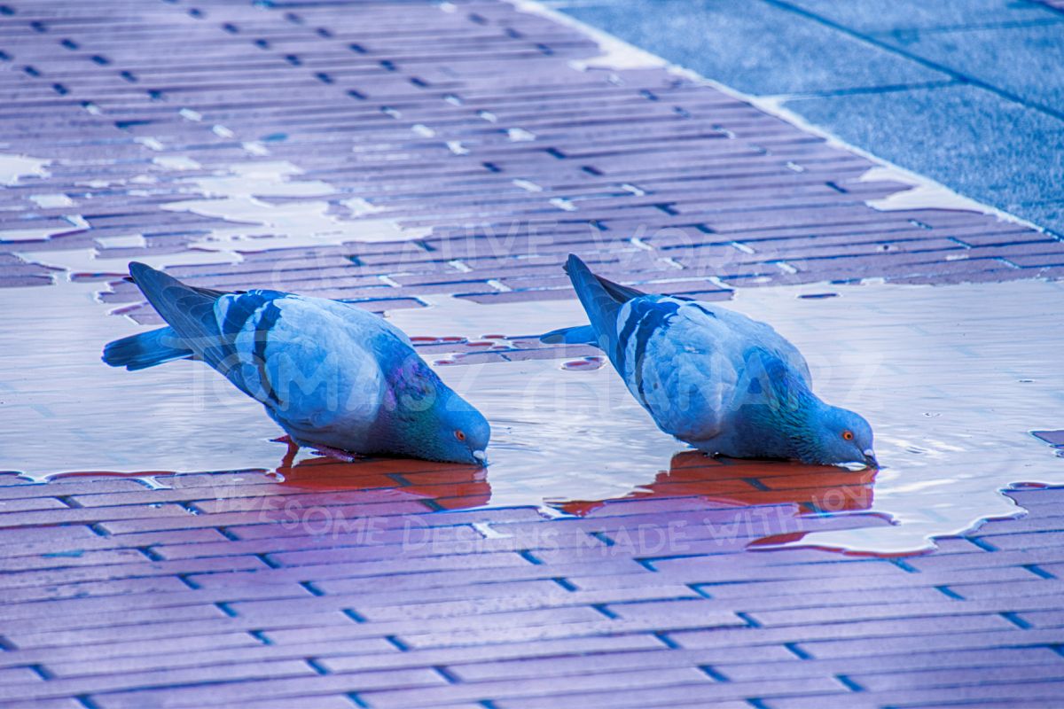 Doves Drinking Water 2 example image 1