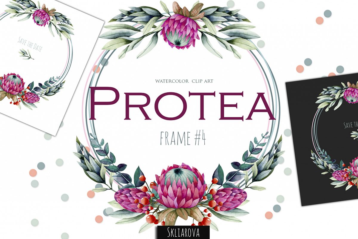 Protea. Frame #4 example image 1