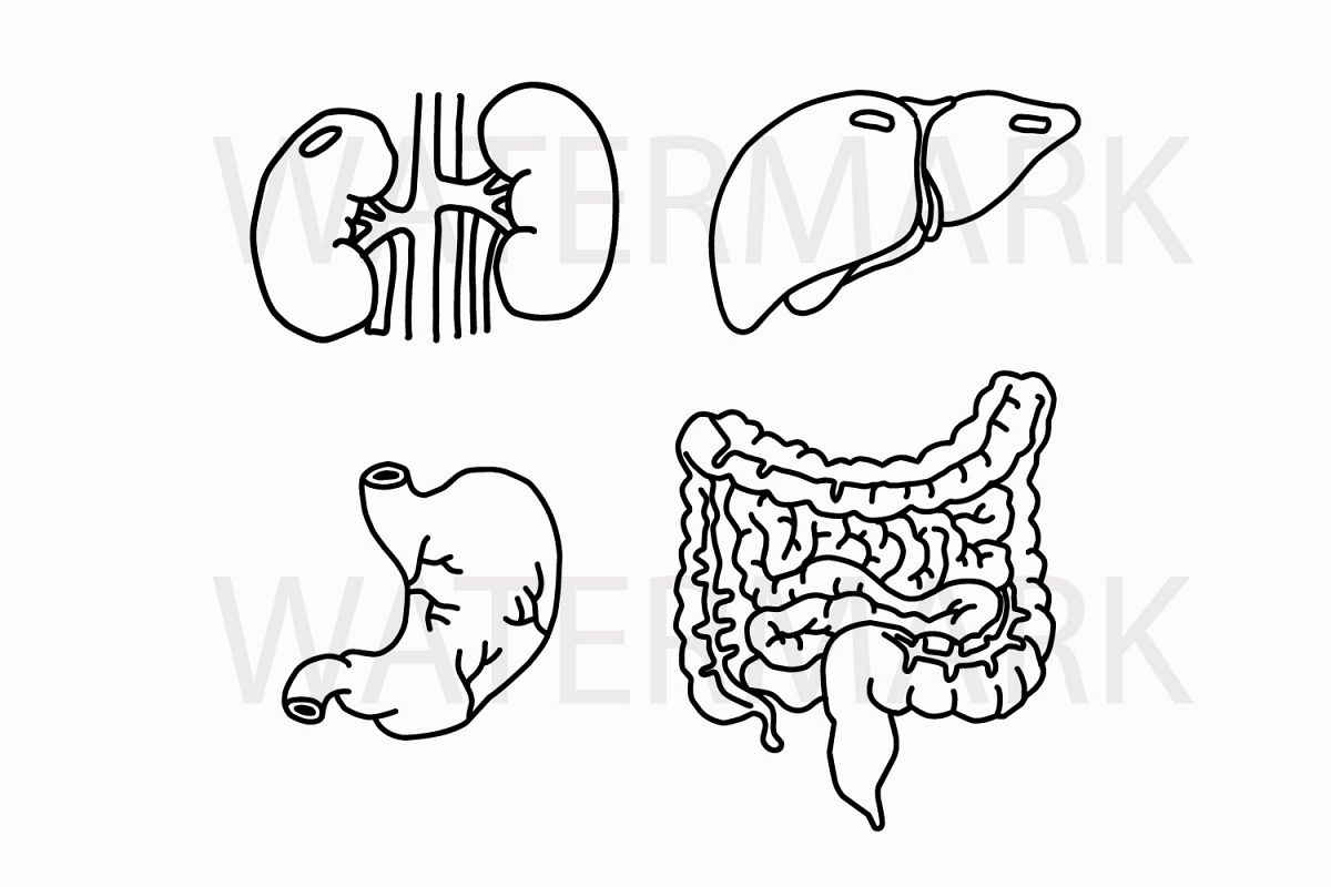 Stomach Liver Kidneys Intestine - SVG/JPG/PNG Hand Drawing (84009 ...