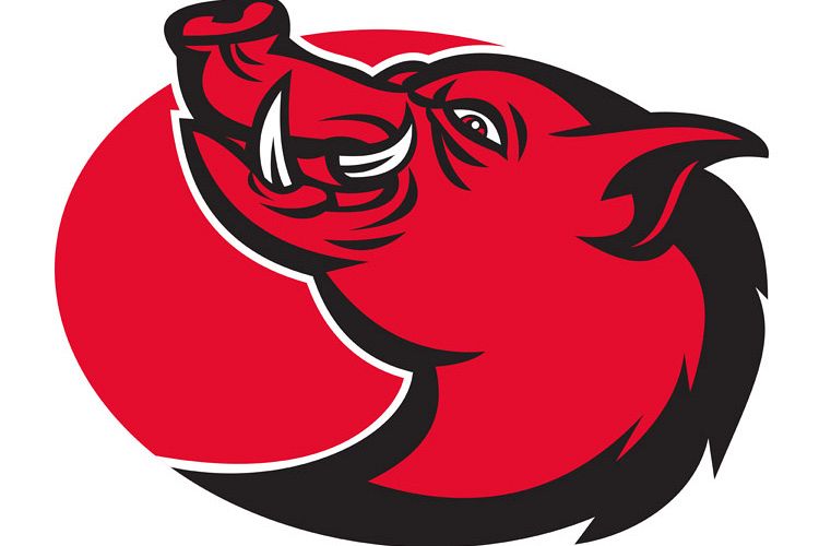 angry razorback wild pig hog boar head example image 1