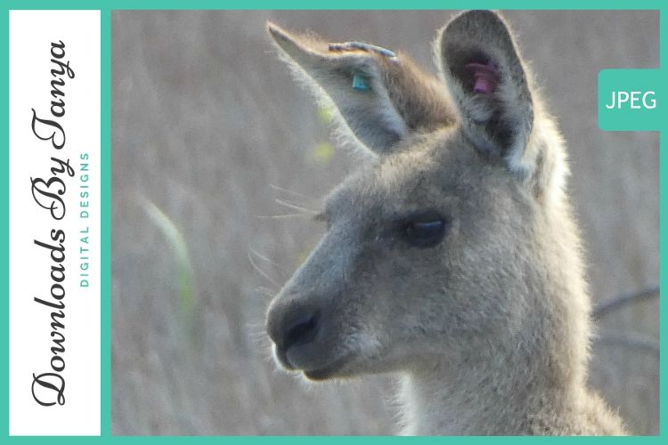 Australian Kangaroo head photo example image 1