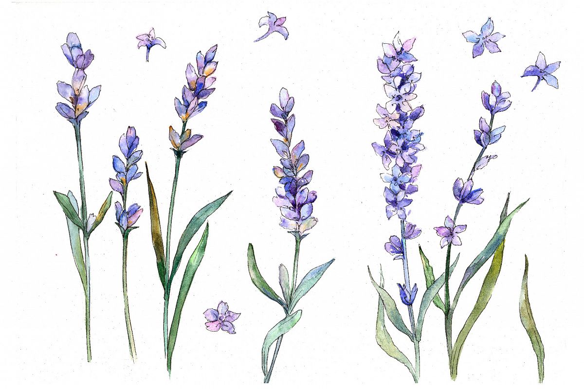 Sweet purple lavender flower PNG watercolor set (111141 ...
