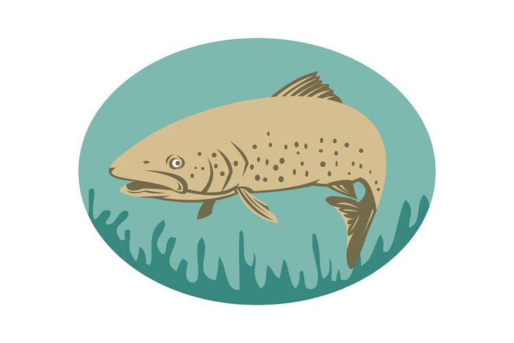 Spotted or speckled Trout swimming example image 1