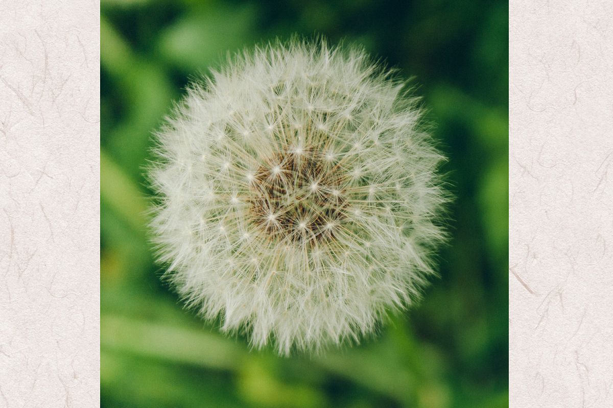 Dandelion photo 5 example image 1