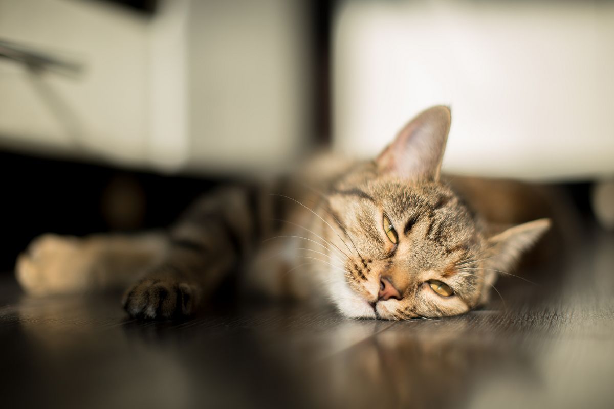 Cat falling a sleep under the sun example image 1