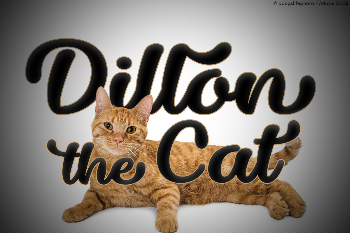Dillon the Cat example image 1