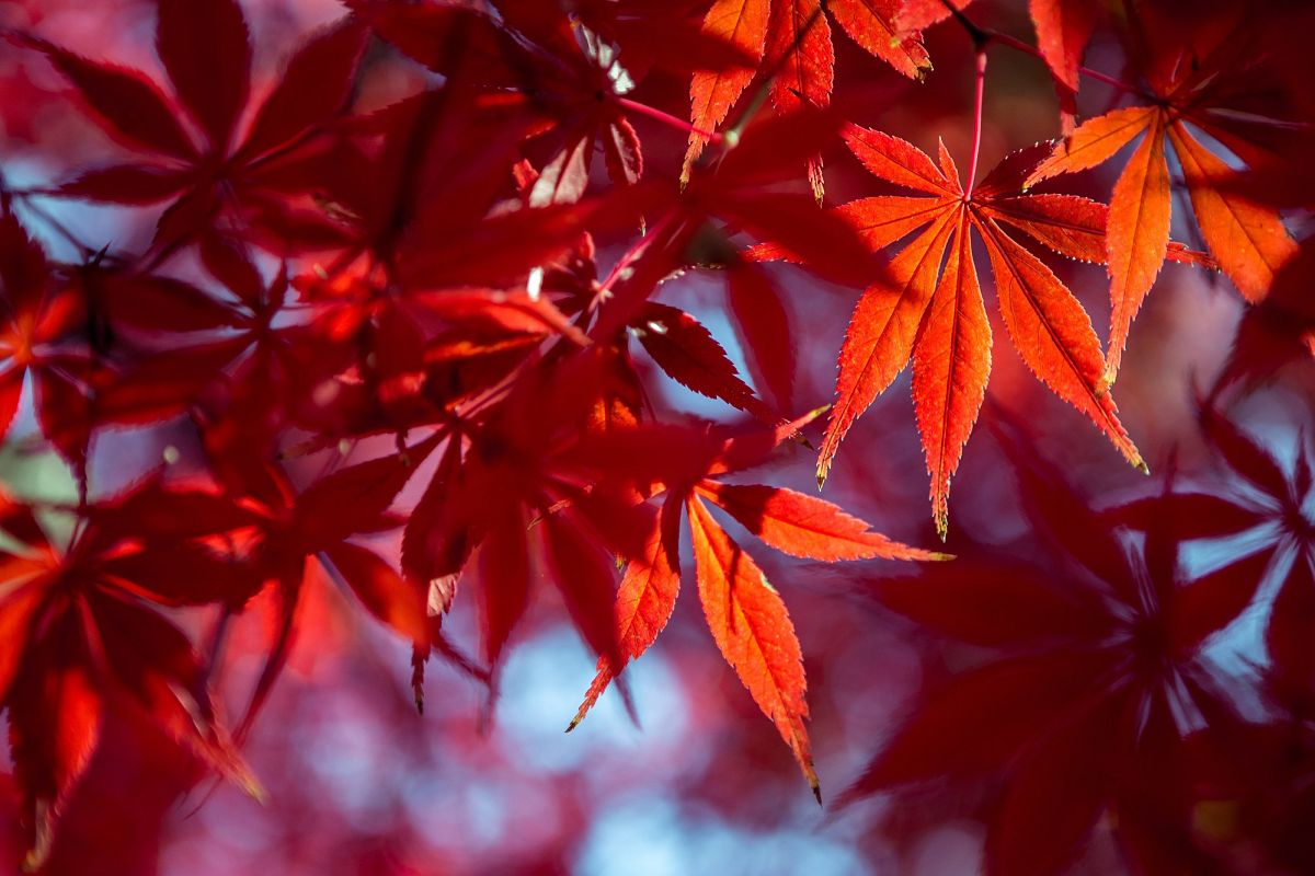 Autumn Leaves #7 example image 1