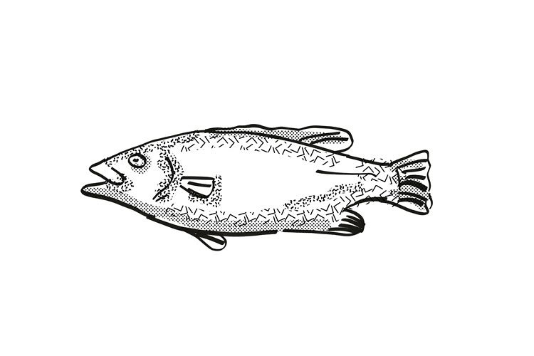 Hapuku New Zealand Fish Cartoon Retro Drawing example image 1