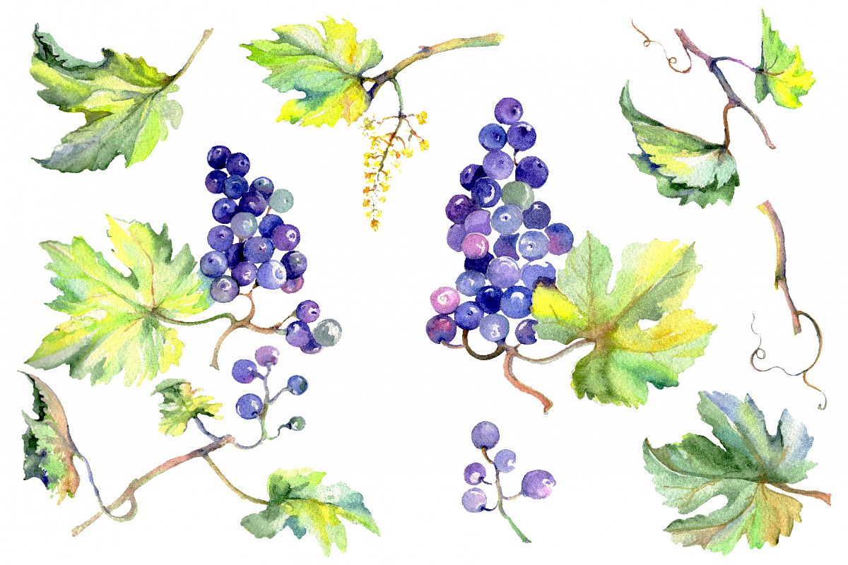 Grapes Watercolor png example image 1