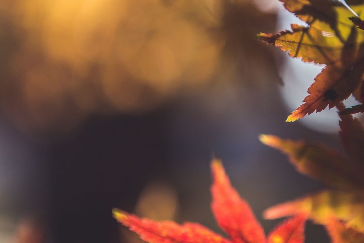 Autumn Leaves #15 example image 1