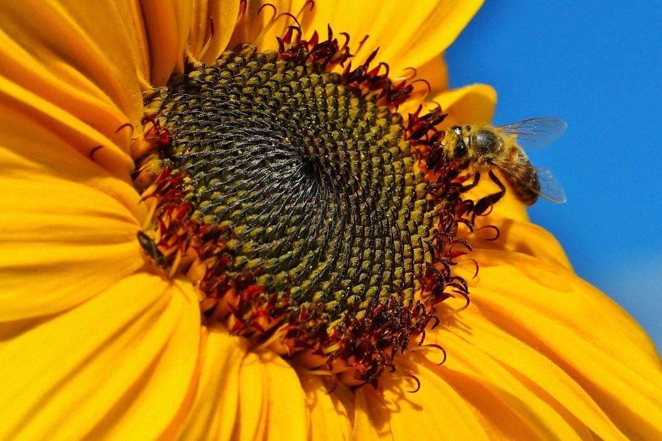 Sunflower example image 1