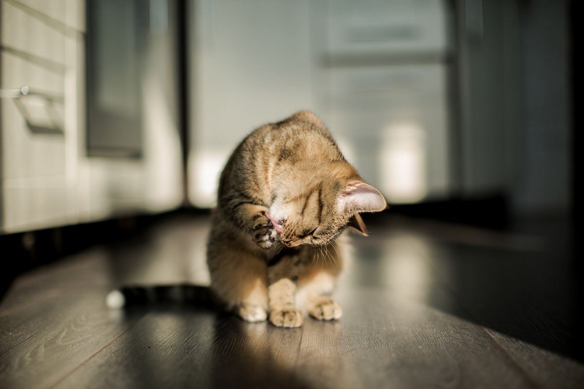 Cat enjoying the sun and licking himself. example image 1