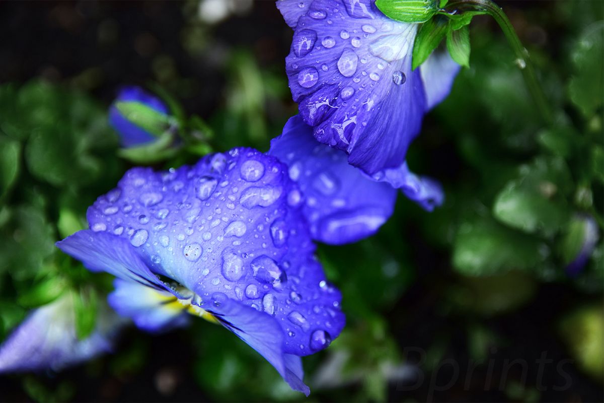 Nature photo, floral photo, spring photo, pansies photo example image 1