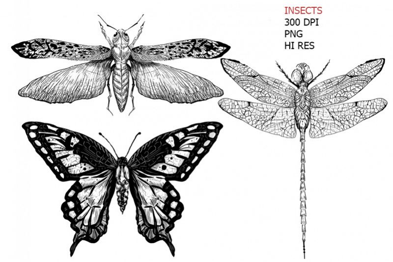 3 hand drawn vintage black insects art sketches example image 1