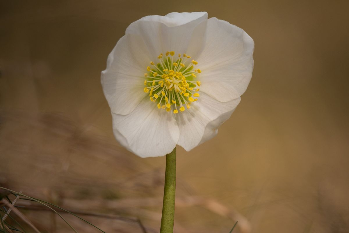 Helleborus niger flower example image 1
