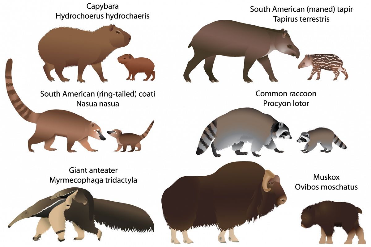 Animals of America with cubs example image 1