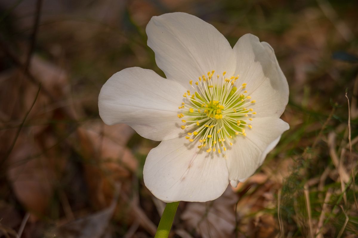 Beautiful Spring flower example image 1