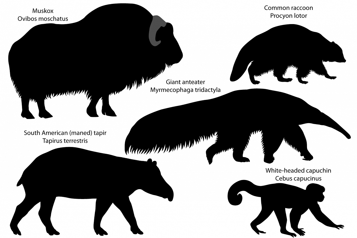 Silhouettes of animals of America example image 1