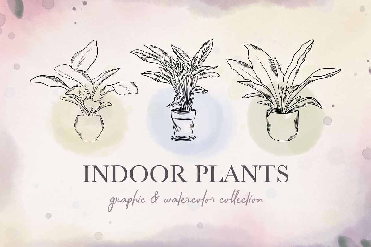 Indoor Plants example image 1