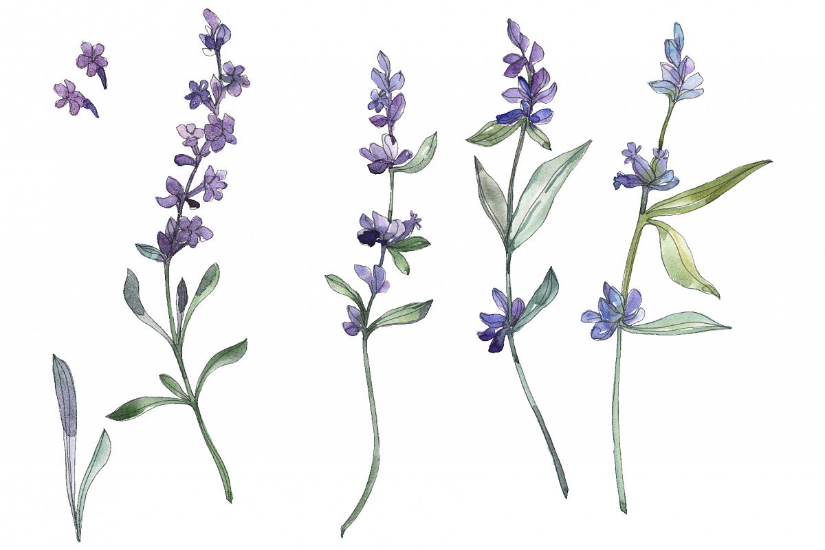 Bouquet summer breeze lavender watercolor png example image 1