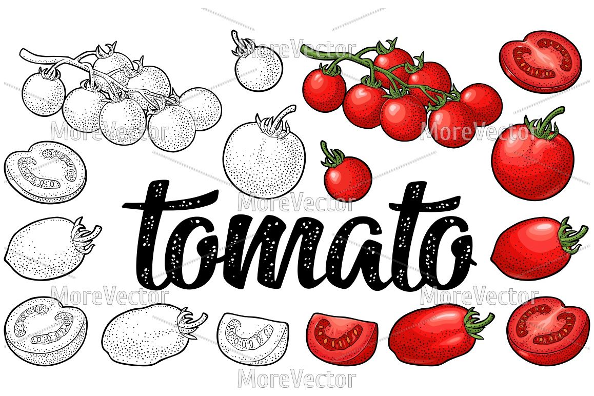 Set of hand drawn tomatoes and calligraphic lettering example image 1
