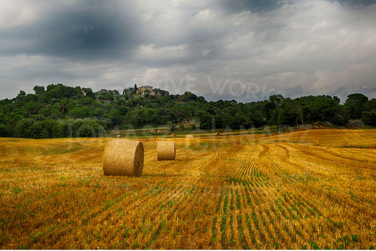 Harvest Field 3 example image 1
