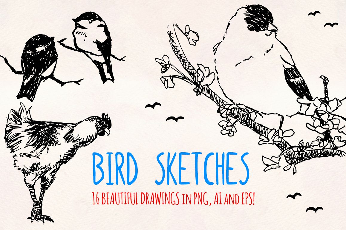 16 Bird Sketch Elements Hand Drawn Vectors example image 1