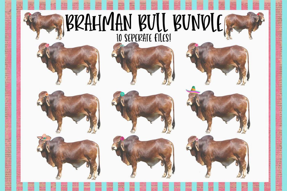 Brahman Bull Sublimation Bundle example image 1