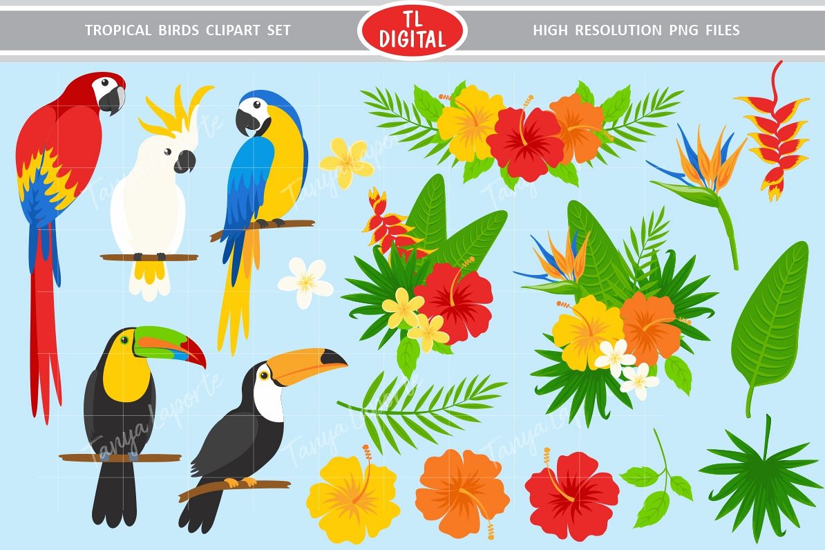 Tropical Birds Clipart Set (278629) | Illustrations | Design Bundles