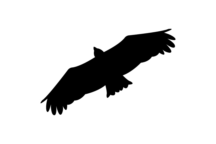 Eagle example image 1