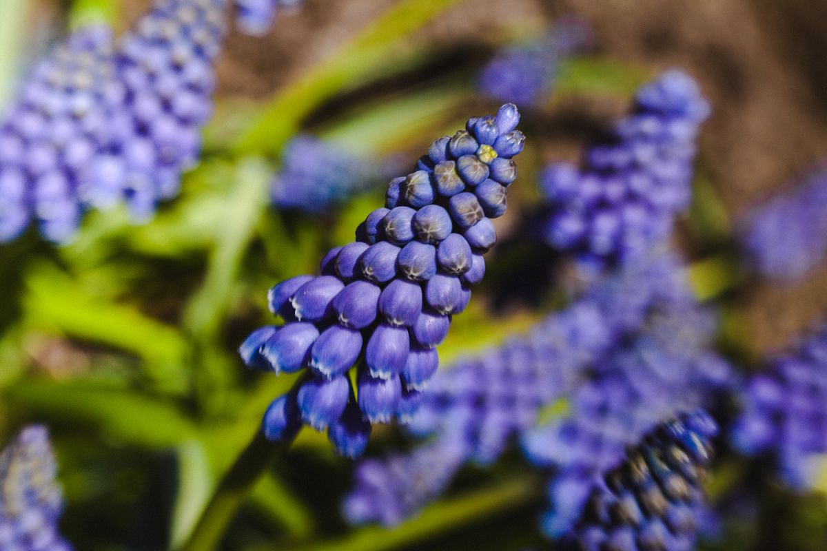 Grape Hyacinth photo 2 example image 1