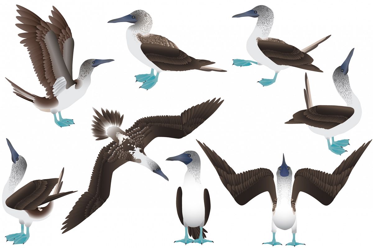 Blue-footed booby example image 1