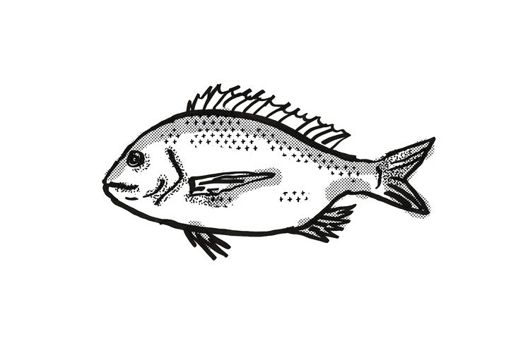silver bream Australian Fish Cartoon Retro Drawing example image 1