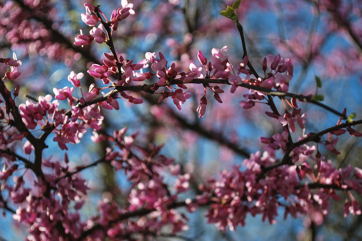 Eastern Redbud Blooms example image 1