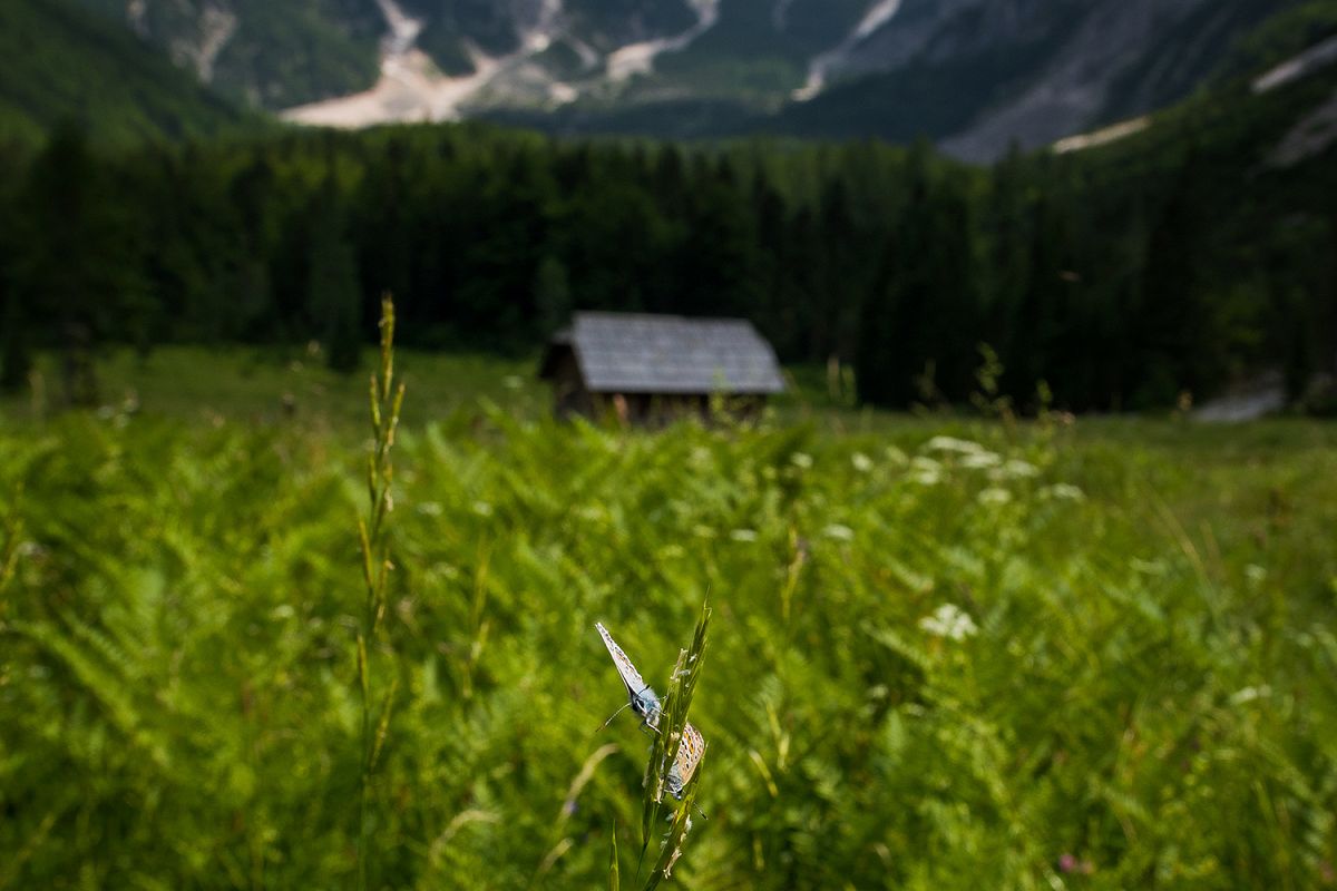 Cottage and butterfly in the Krnica valley example image 1