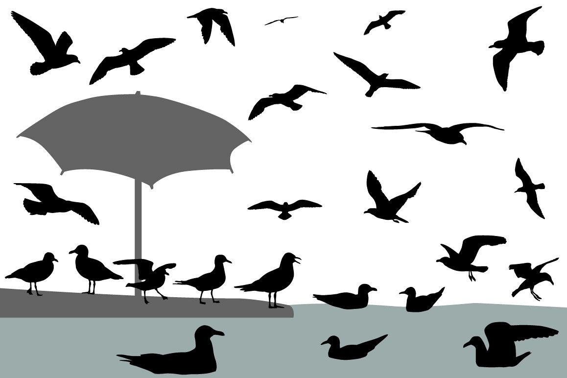 Gulls example image 1