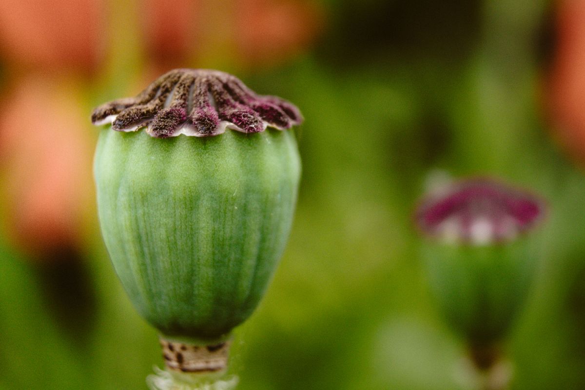 Poppy flower photo 10 example image 1