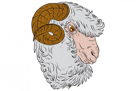 Merino Ram Sheep Head Drawing example image 1