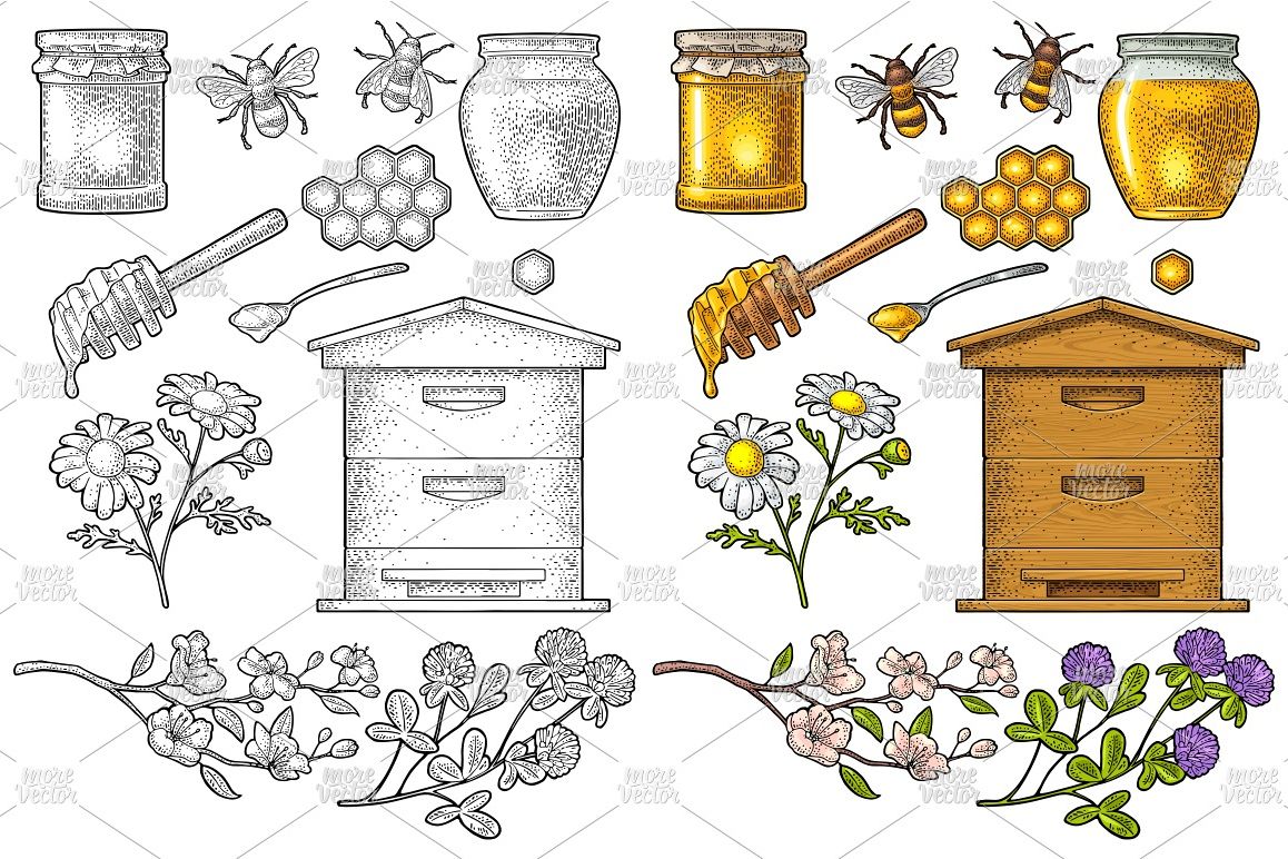 Honey set. Vector vintage color engraving example image 1
