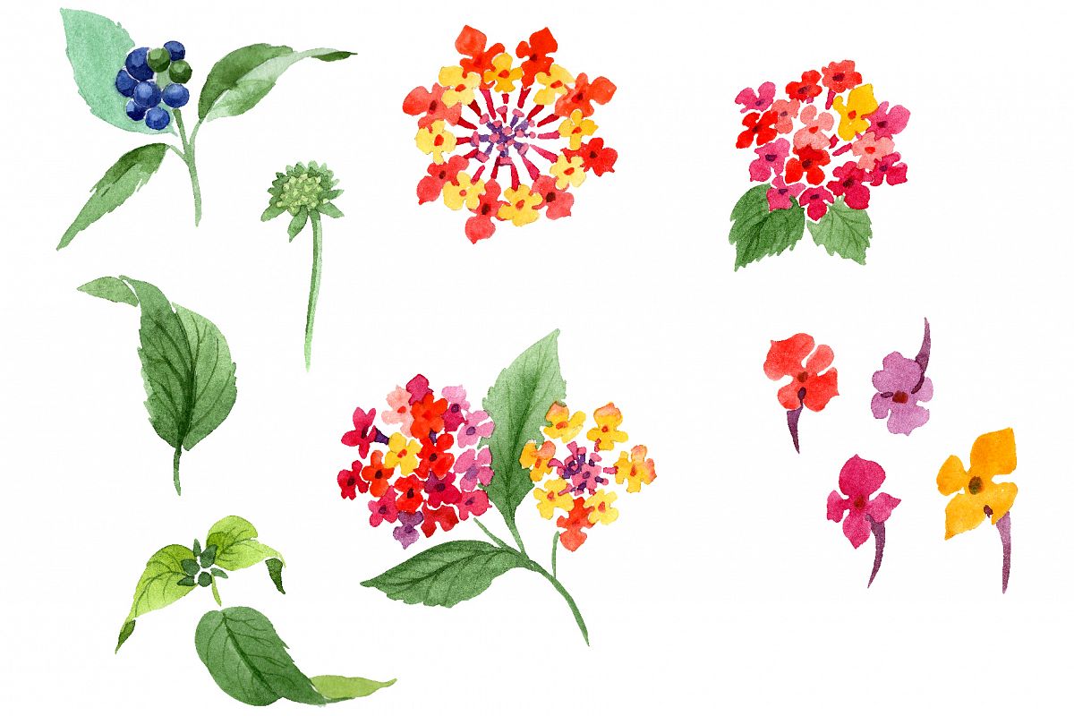 Red Lantana Watercolor png example image 1