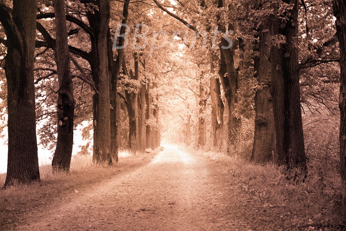 Nature photo, landscape photo, autumn alley photo, example image 1
