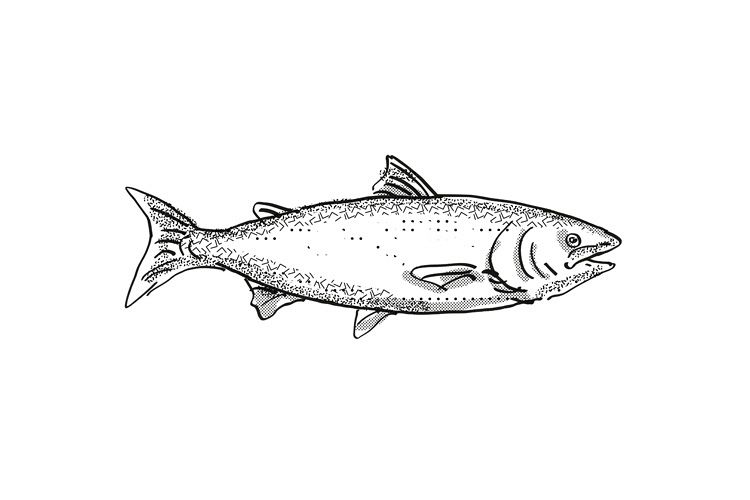 New Zealand King Salmon Fish Cartoon Retro Drawing example image 1