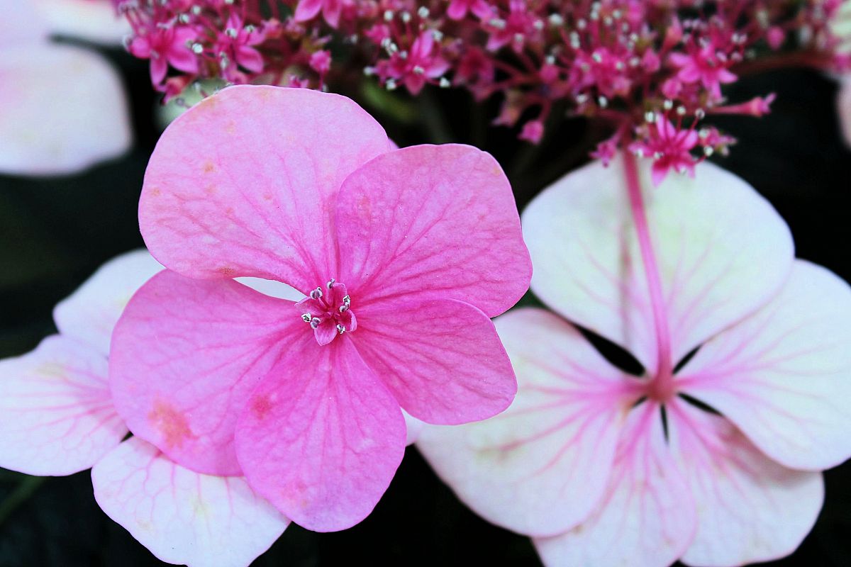BEAUTIFUL HYDRANGEA FLOWERS example image 1