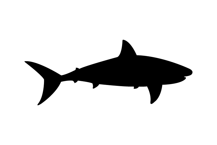 Shark icon example image 1